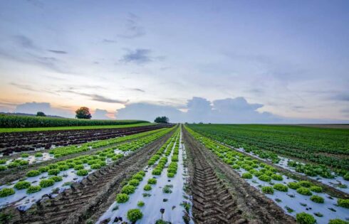 Farmer are not getting adequate fertilizers, degrades crop quality
